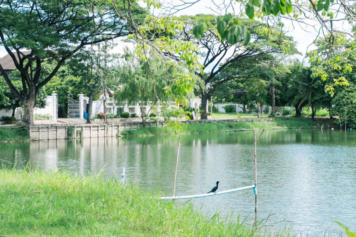 รูป ขาย ที่ดิน 195 ตร.ว. หมู่บ้านเรืองอนันต์  ซอย เพรชเกษม 64 บางเเค  - รูปที่ 12/17