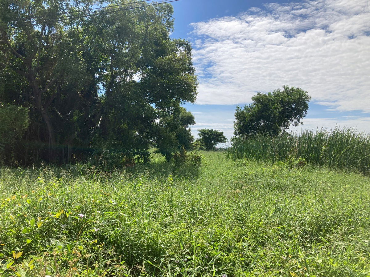 picture Land for Long-Term Lease near ABAC Bangna. Preng Subdistrict, Bang Bo District, Samut Prakan 20 rai - 13/14
