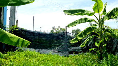 Land for sale King Mongkut University Of Technology Thonburi, Bang Khunthian Campus : Land for Sale in Thakham, Soi Rang Pho Lang, 378 sq.w. - Excellent Location Near Suankularb Thonburi School