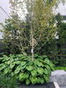 listing thumbnail image 37