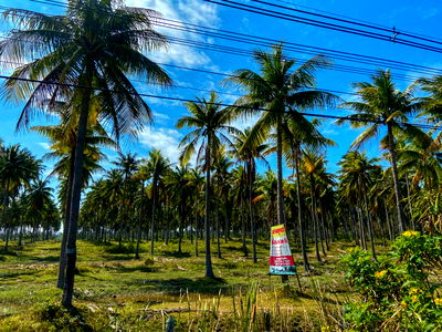 Land for sale Muang Prachaubkirikhan Prachaubkirikhan : Land for sale near petkasame road, makro, Ao Manao Beach, Prachuap Khiri Khan