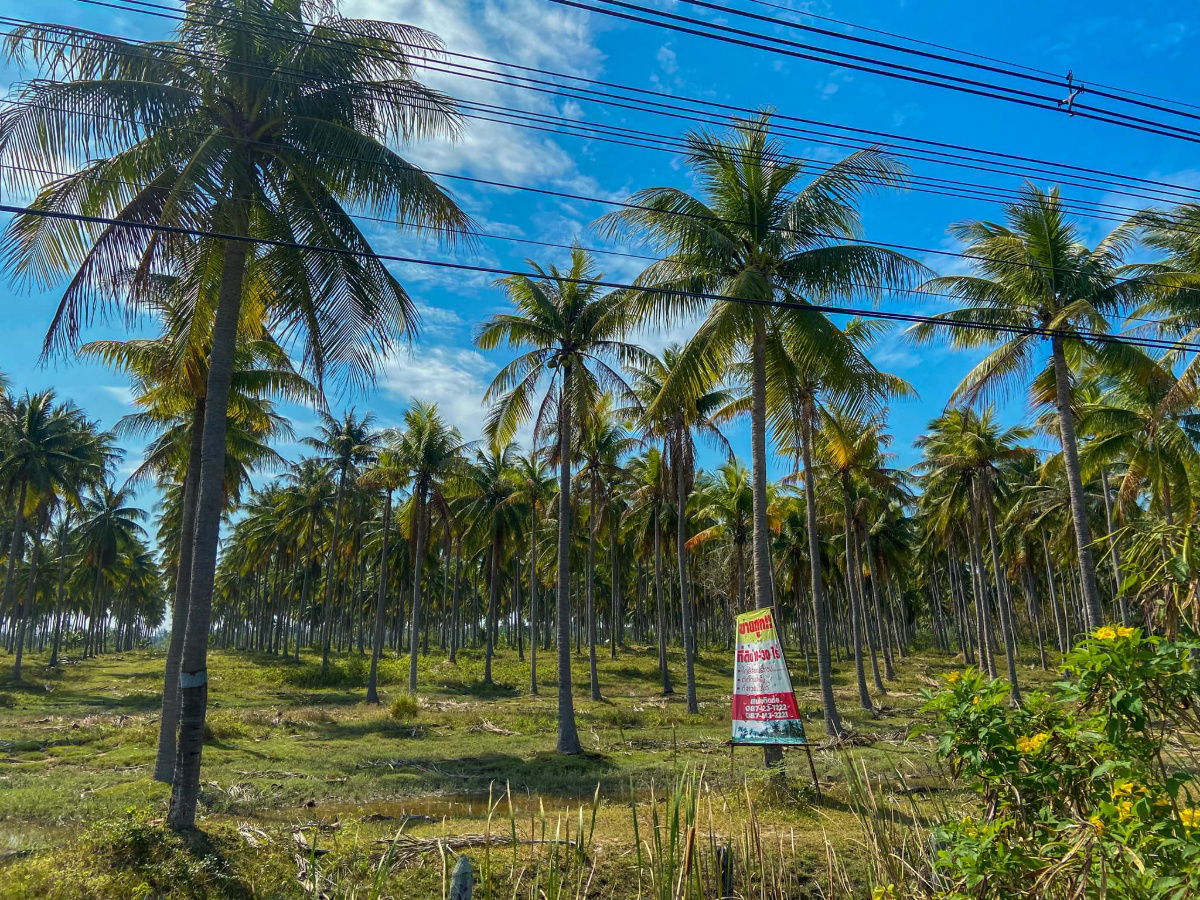 picture Land for sale near petkasame road, makro, Ao Manao Beach, Prachuap Khiri Khan - 1/6