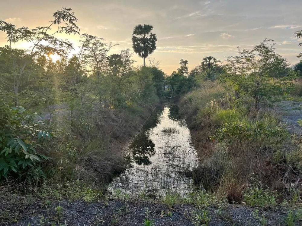 รูป ขายที่ดินพร้อมสวนทุเรียน ทำเลดี เดินทางสะดวก ตำบลฉลุง อำเภอเมืองสตูล จังหวัดสตูล - รูปที่ 12/16