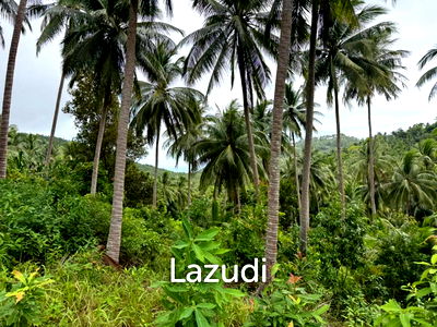 ที่ดิน เกาะพะงัน สุราษฎร์ธานี : Land for Sale 11 Rai