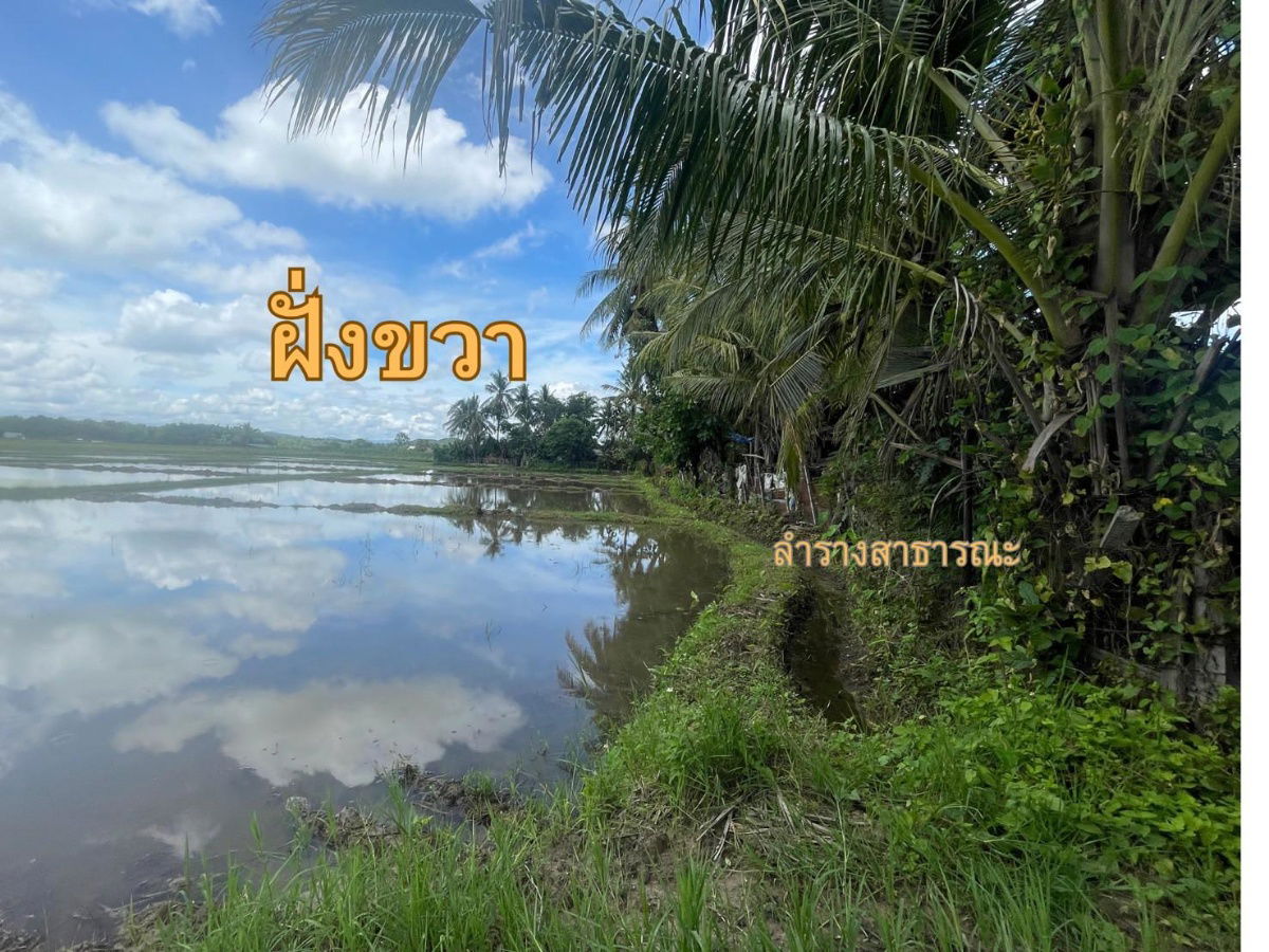 รูป ขายที่นา สันทราย อ.ดอยสะเก็ด เชียงใหม่ 7 ไร่ 108.9 ตรว. - รูปที่ 7/11