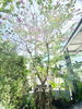 listing thumbnail image 4