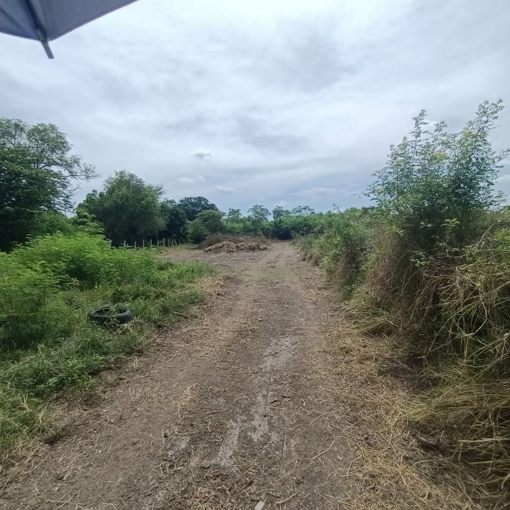 picture Land for sale on Malai Man Road 321, near Lotus Kamphaeng Saen - 11/20