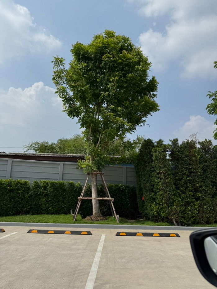 รูป WS1485 🏢 ให้เช่า! โฮมออฟฟิศ 3 ชั้น โครงการ District พหลโยธิน–วิภาวดี ใกล้ BTS ห้าแยกลาดพร้าว เพียง 30,000 บาท/เดือน - รูปที่ 11/14