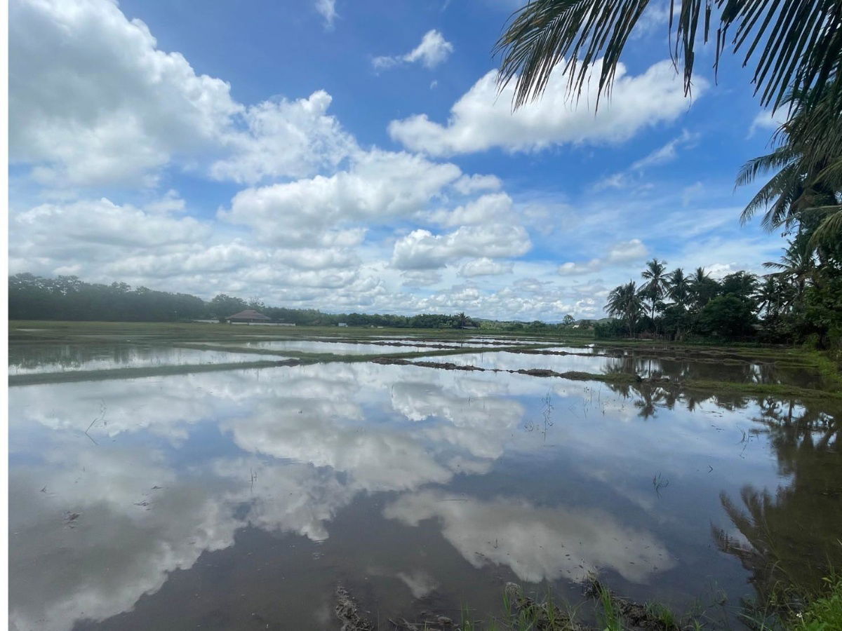 รูป ขายที่นา สันทราย อ.ดอยสะเก็ด เชียงใหม่ 7 ไร่ 108.9 ตรว. - รูปที่ 4/11