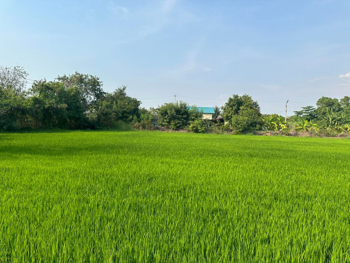 picture 📢 For sale 🔥 60 rai of land on the Rangsit-Thanyaburi Khlong 12 canal road 💰 Price 678,000 baht per rai, free transfer 🔥 - 2/9