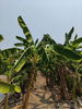 listing thumbnail image 10