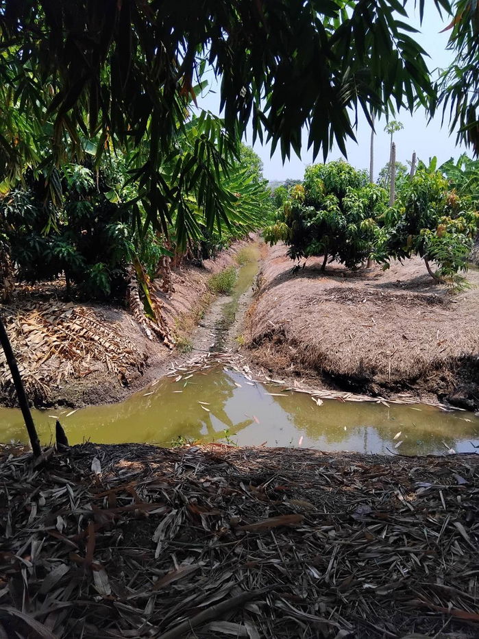 picture ⭐Land for sale in Bangkok ⭐In the heart of Thonburi-Taling Chan ⭐Near the new road, Phran Nok-Phutthamonthon Sai 4, Phran Nok - Kanchanaphisek Road - 12/13