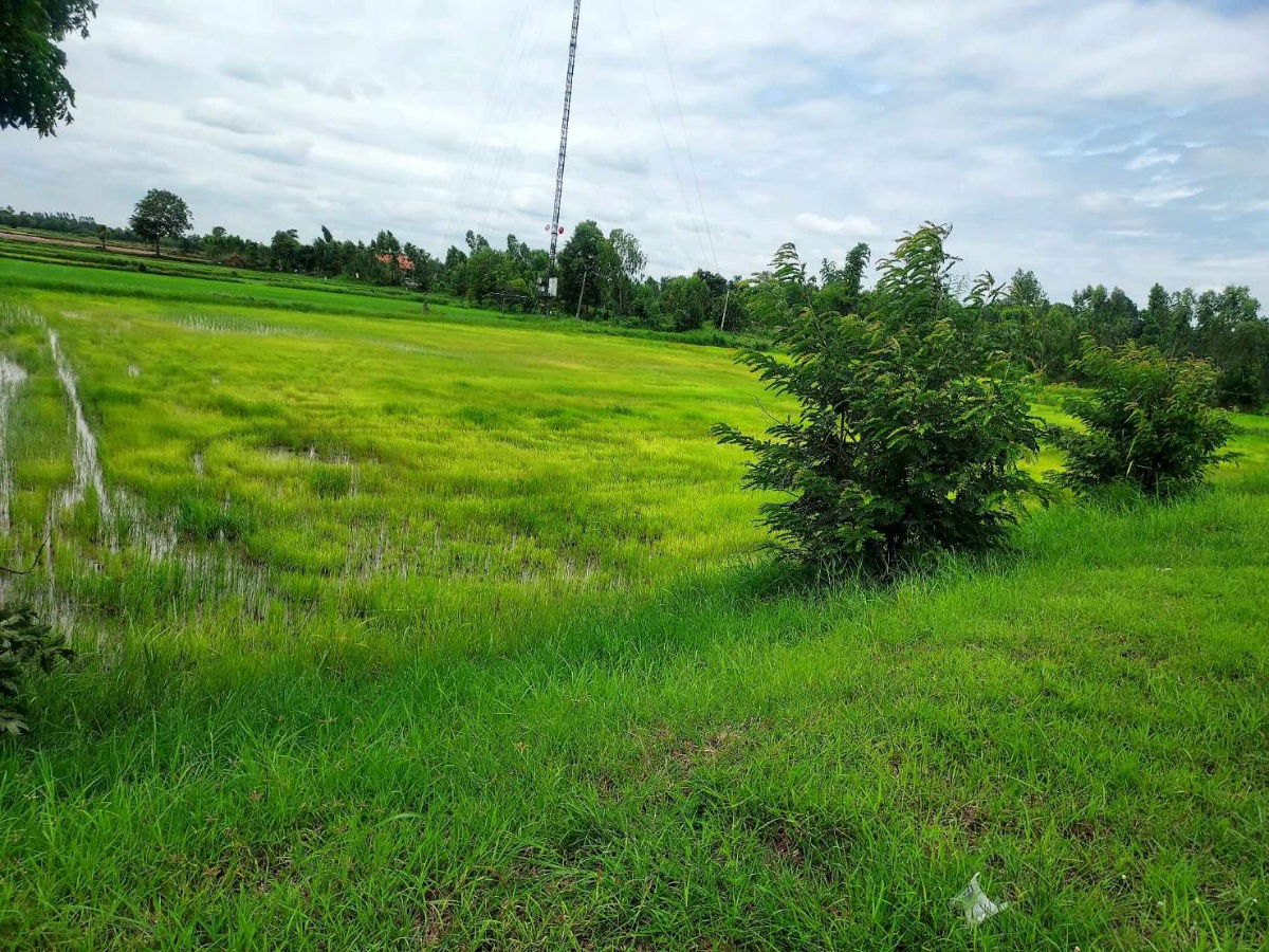 รูป ขายที่ดิน 4 ไร่ 43 ตรว. เป็นสี่เหลี่ยมผืนผ้า - รูปที่ 4/6