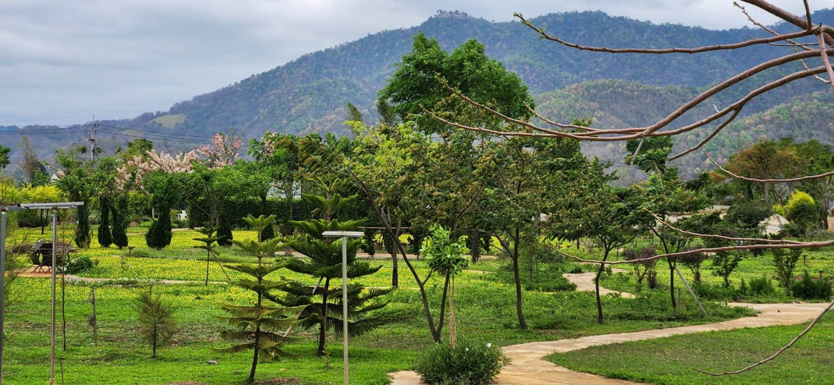 picture Land for Sale in Chiangmai near the Mountian  - 3/11