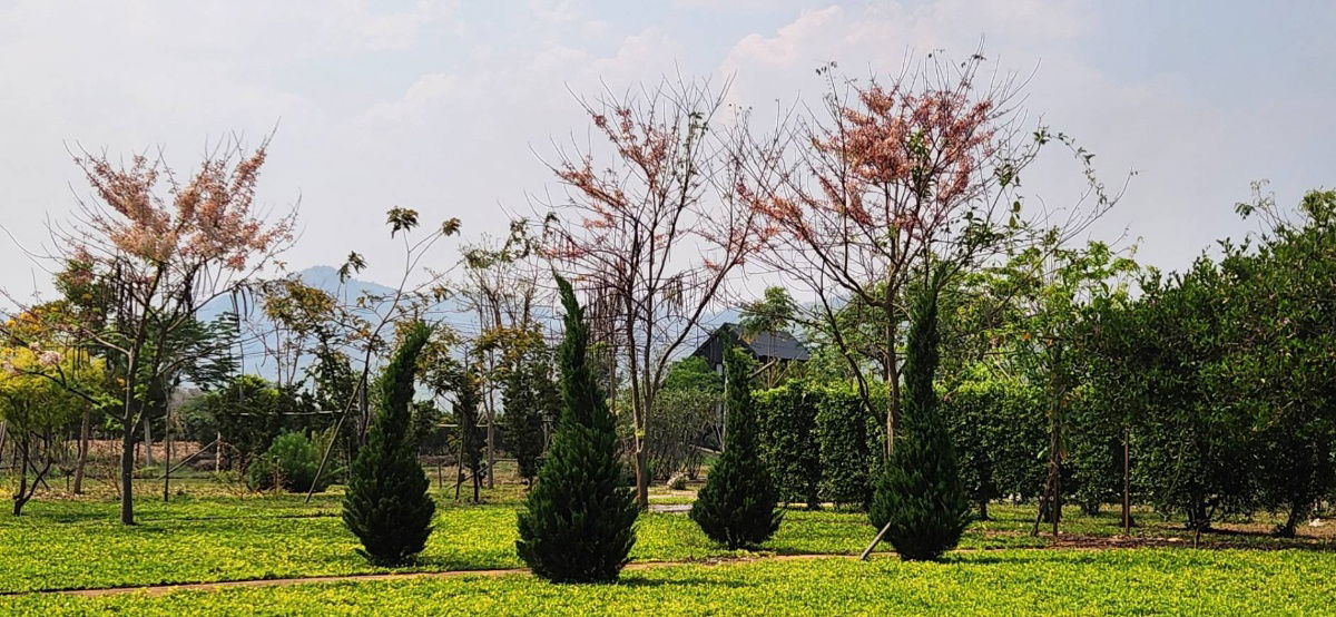 picture Land for Sale in Chiangmai near the Mountian  - 9/11
