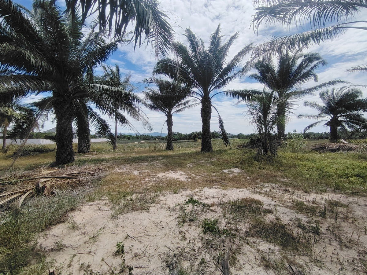 รูป ที่ดินเปล่า 1 ไร่ ที่ดินสร้างบ้านแปลงสวย  ทำเลสะดวกสบาย บรรยากาศดี  - รูปที่ 4/8