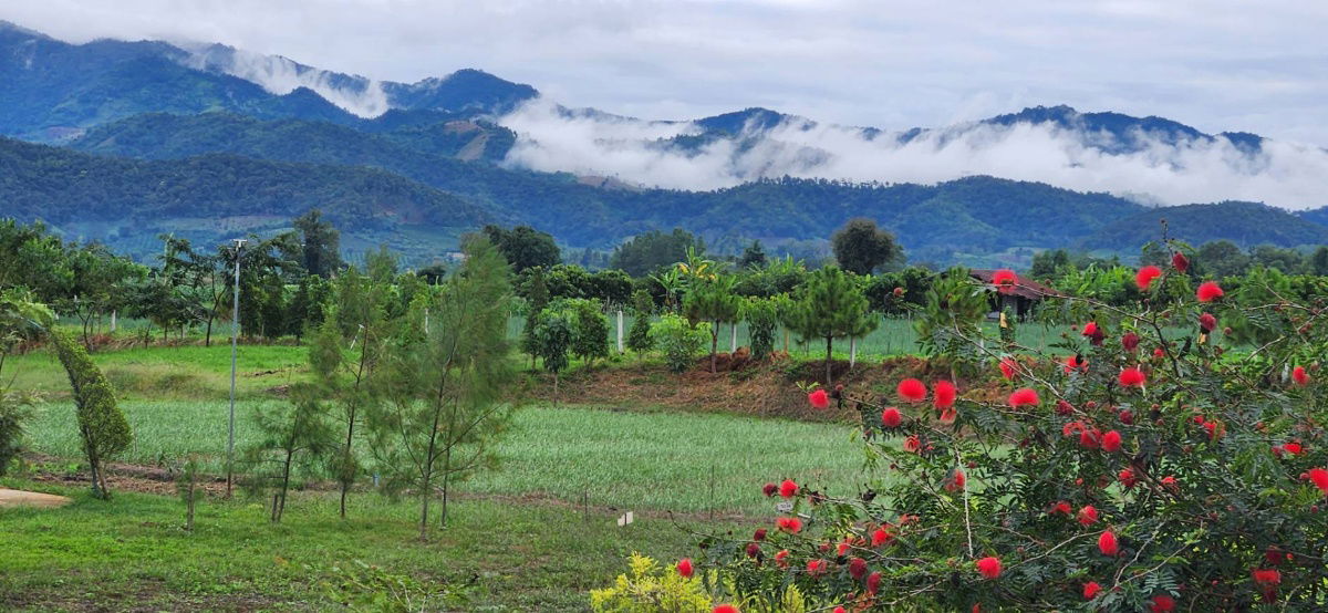 picture Land for Sale in Chiangmai near the Mountian  - 8/11