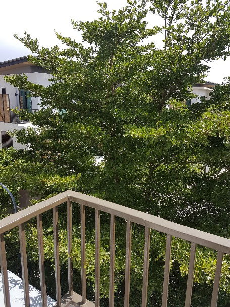 picture House for rent, AQ ARBOR Suanluang Rama9 - Pattanakarn Village  - 66/85