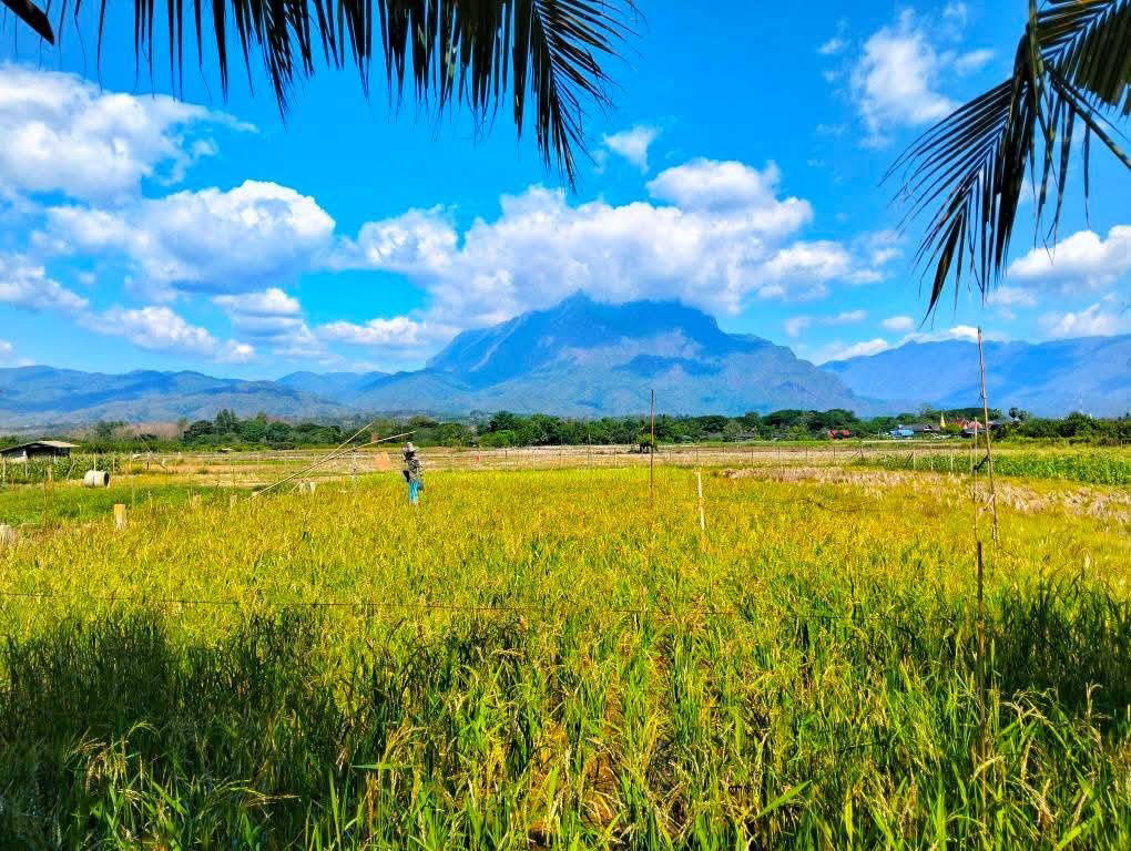 รูป ขายที่ดินวิวดอยหลวงเชียงดาว – ทำเลทอง อ.เชียงดาว จ.เชียงใหม่ - รูปที่ 2/7