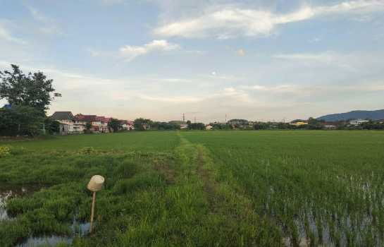 รูป ขาย ที่ดิน เชียงราย ท่าสาย      เนื้อที่ 32 ไร่ 5 ตรว - รูปที่ 3/4