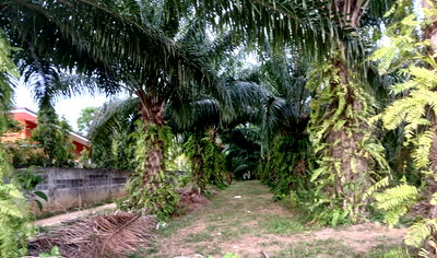 Land for sale Takua Thung Phangnga : Land for sale  near natai beach 
