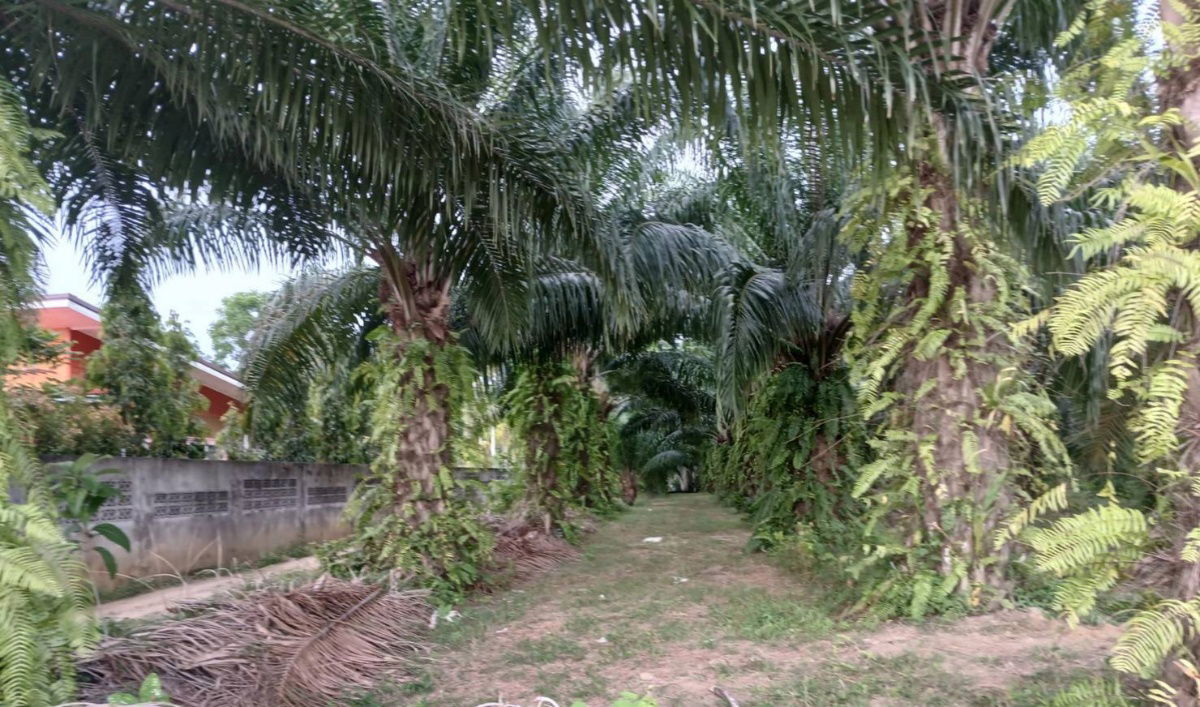 picture Land for sale  near natai beach  - 1/5