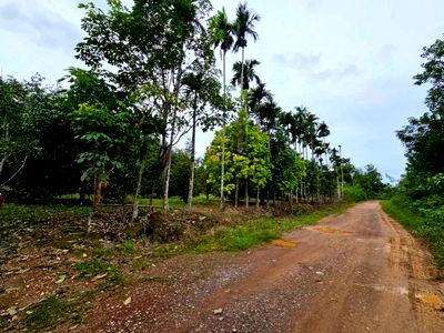 Land for sale Tha Mai Chanthaburi : Fruit orchard for sale, mixed orchard, Tha Mai District, Chanthaburi