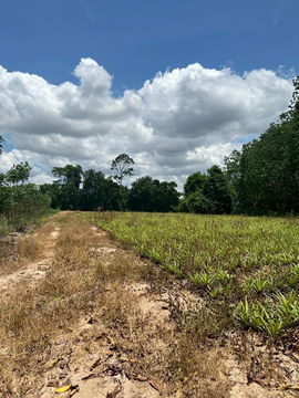 ขายที่ดิน 14 ไร่ ระยอง ติดถนนนิคมพัฒนา สาย 13 ซอย 5 ต.มาบข่า อ.นิคมพัฒนา FOR “EEC” ZONE For industrial businesses (Area: 14-0-60 rai RAYONG
