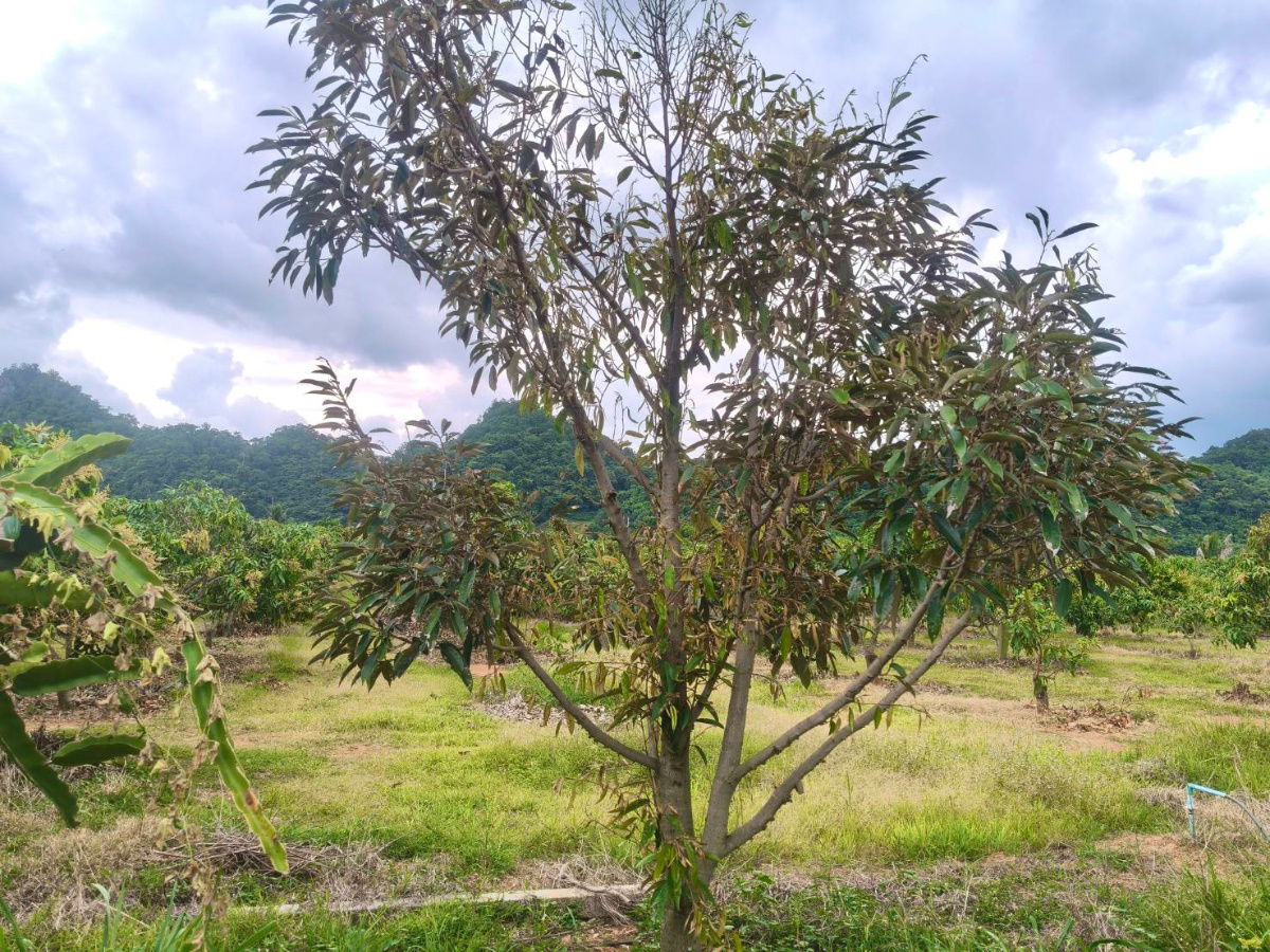 รูป ขายที่สวนผลไม้คลองม่วง ปากช่อง นครราชสีมา มะม่วง ทุเรียน 29 ไร่ ขายถูก 1.7ล/ไร่ เขาสวยมาก ใกล้ภูเขา วัดถ้ำสันติธรรม  เก็บผลผลิตตัดขายทุกปี 087-9074045 - รูปที่ 3/13
