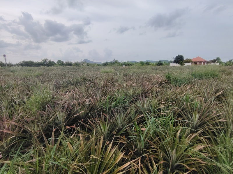 picture 4-0-0 Rai | Home Development Land    In a Fast Developing Residential Area! - 3/14