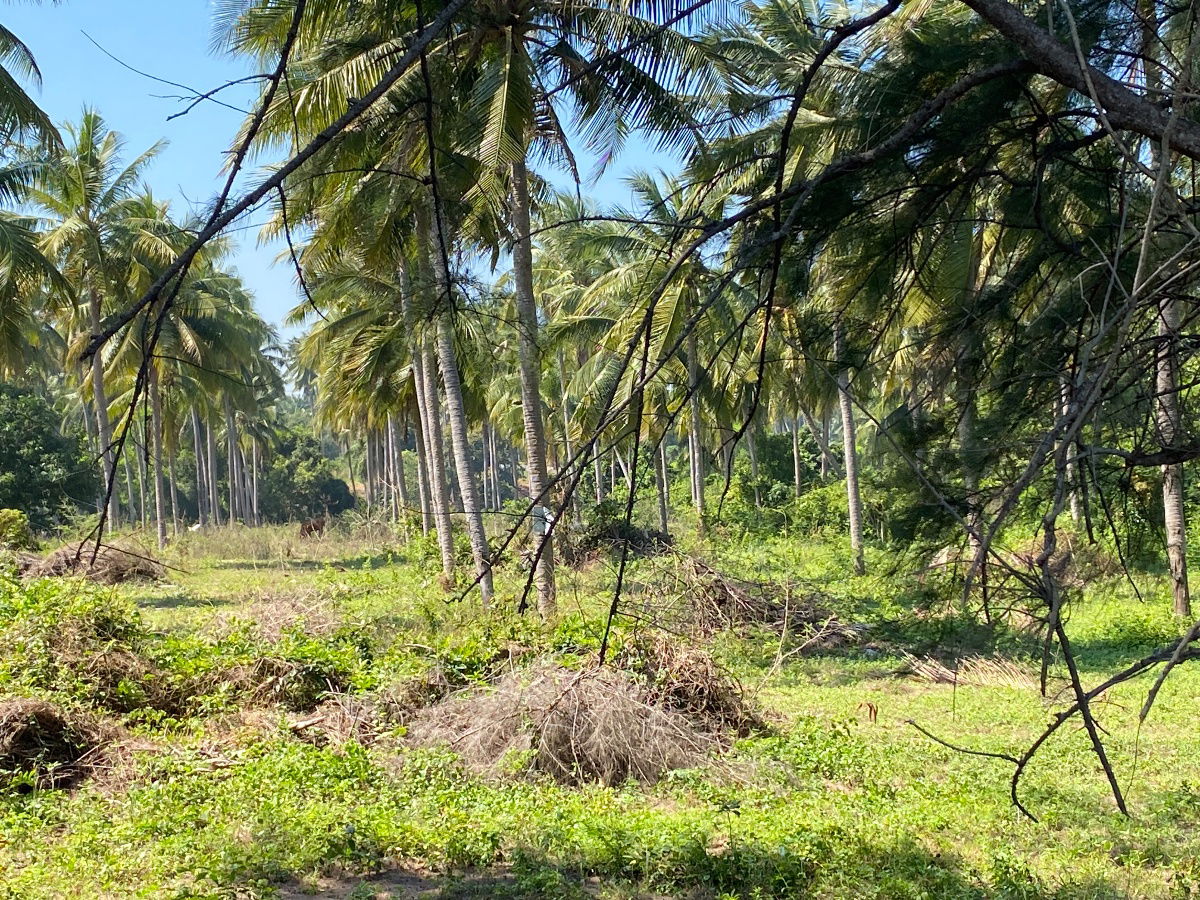 picture Beachfront Land, 142 sq. wah – Ideal for Private Villa - 5/5