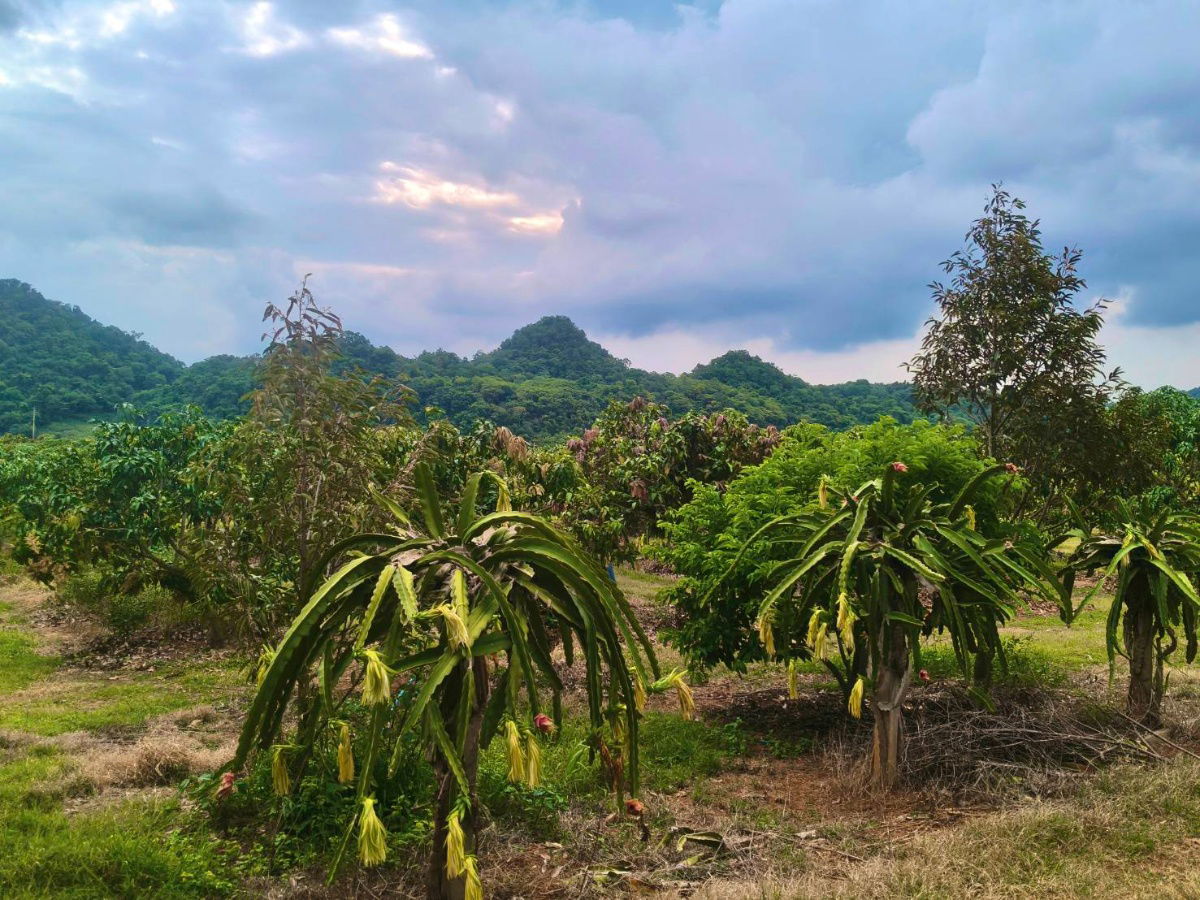 รูป ขายที่สวนผลไม้คลองม่วง ปากช่อง นครราชสีมา มะม่วง ทุเรียน 29 ไร่ ขายถูก 1.7ล/ไร่ เขาสวยมาก ใกล้ภูเขา วัดถ้ำสันติธรรม  เก็บผลผลิตตัดขายทุกปี 087-9074045 - รูปที่ 7/13