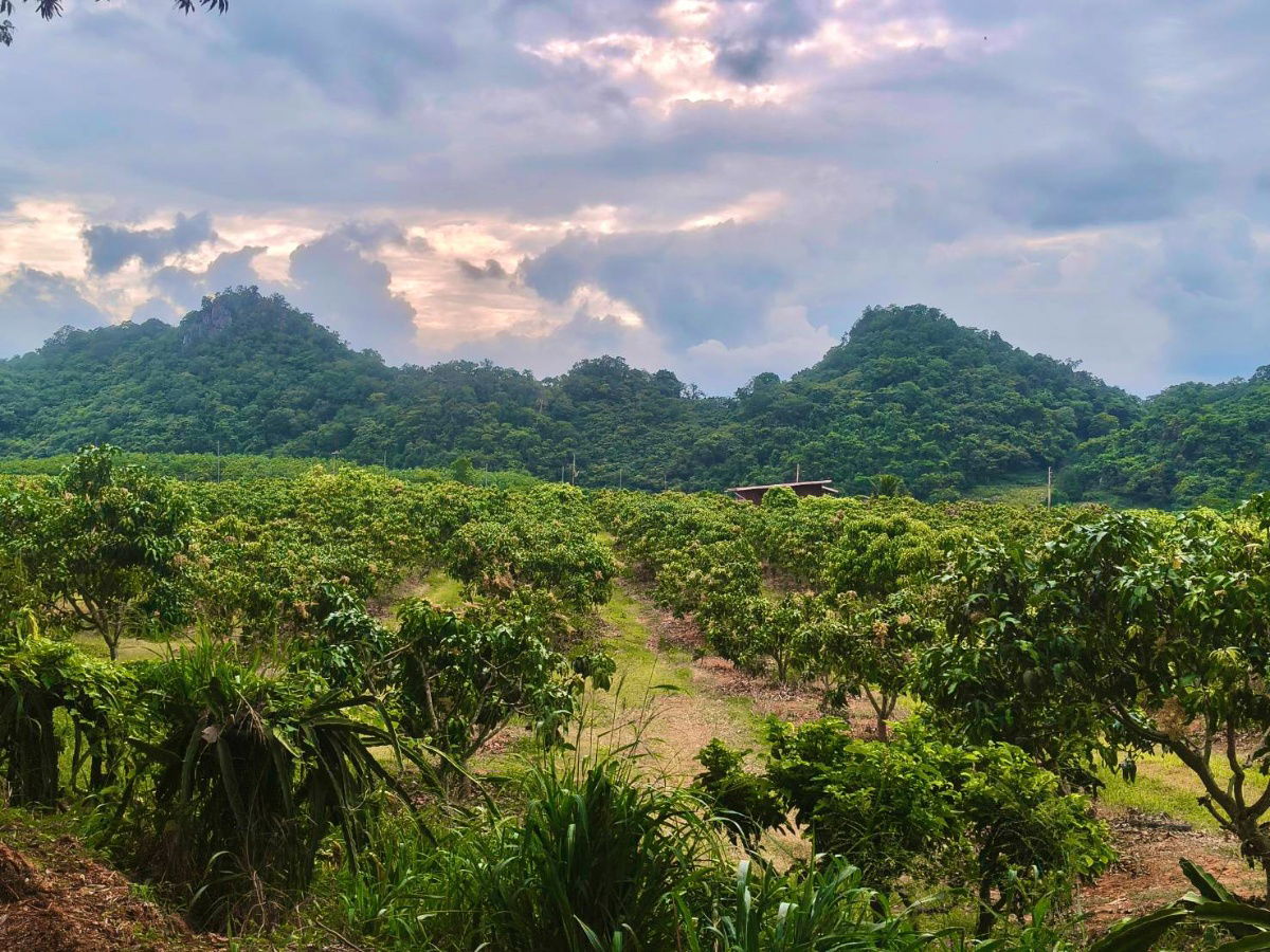 รูป ขายที่สวนผลไม้คลองม่วง ปากช่อง นครราชสีมา มะม่วง ทุเรียน 29 ไร่ ขายถูก 1.7ล/ไร่ เขาสวยมาก ใกล้ภูเขา วัดถ้ำสันติธรรม  เก็บผลผลิตตัดขายทุกปี 087-9074045 - รูปที่ 8/13