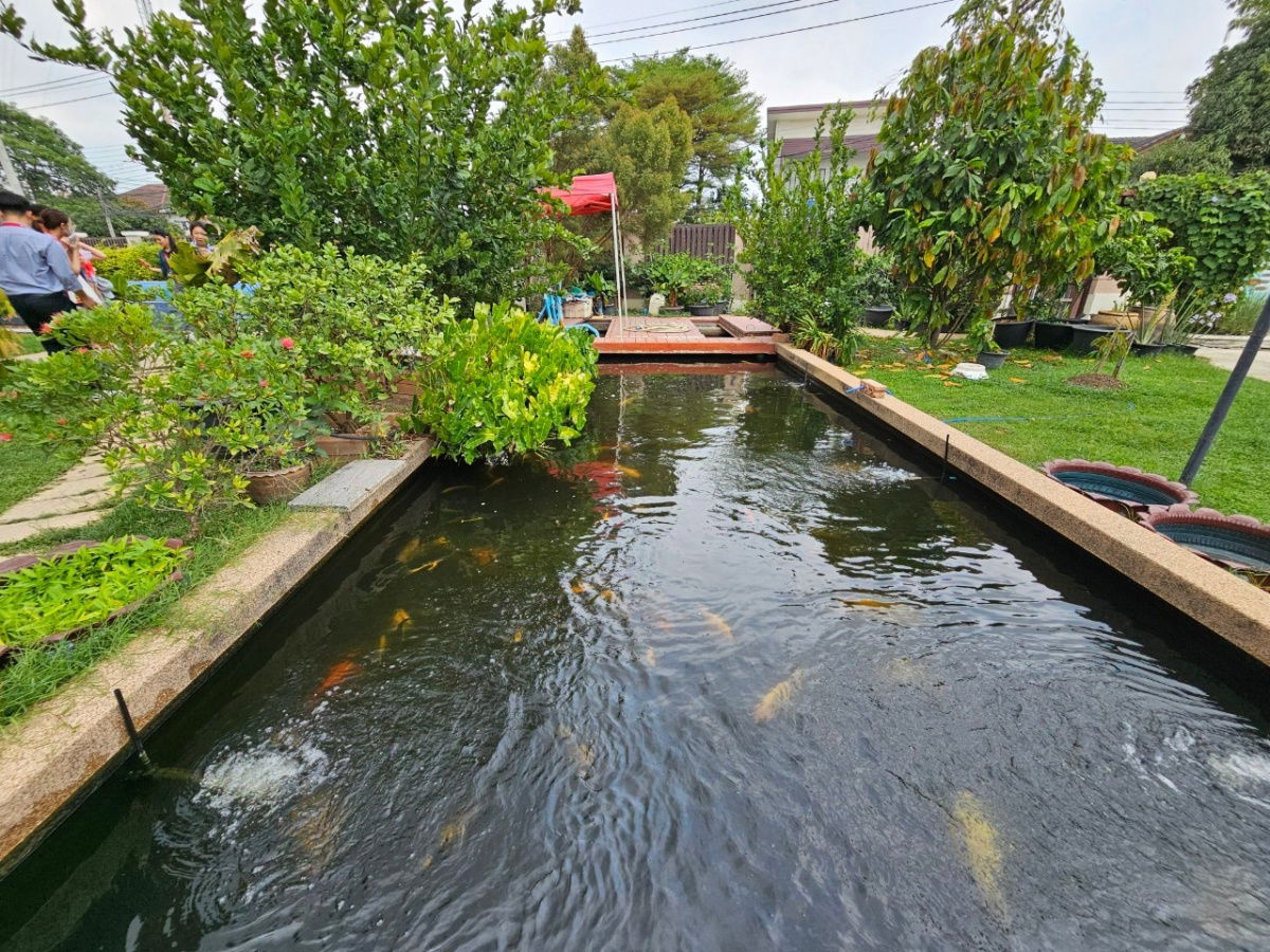 รูป 🏡 ขายด่วน! บ้านหลังใหญ่พื้นที่กว่า 1 ไร่ หายาก! ใกล้เดอะมอลล์บางแค, MRTหลักสอง บรรยากาศธรรมชาติ 🌟 - รูปที่ 21/21