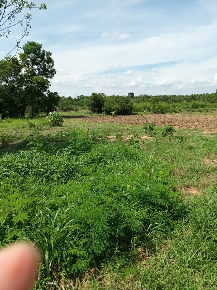 รูป ขายที่ดิน ต.เขาหินซ้อน อ.พนมสารคาม จ.ฉะเชิงเทรา - รูปที่ 8/11