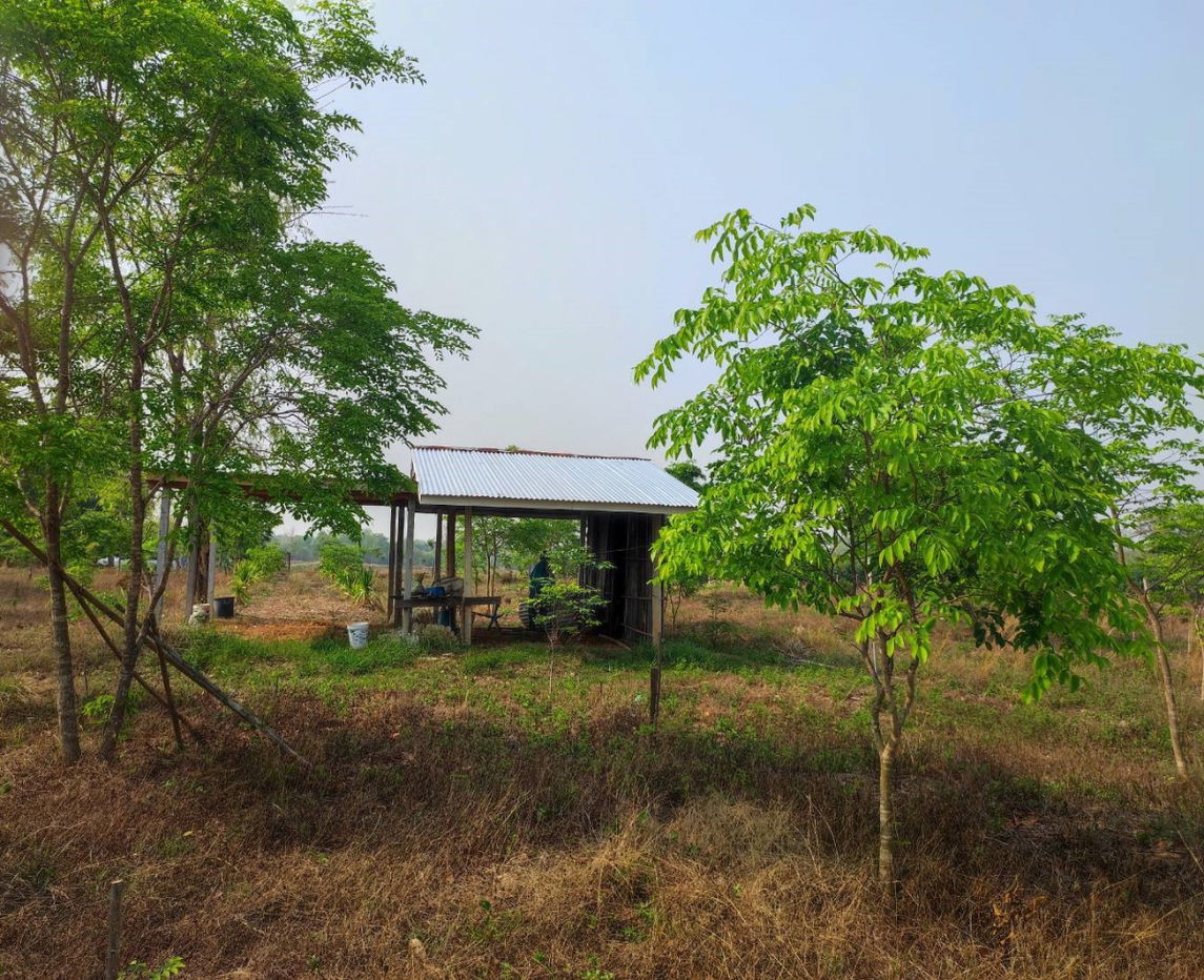 รูป ขายที่ดินพร้อมสวนป่า ต้นพะยุงและไม้เนื้อแข็ง บริเวณบ้านหนองกะเดา ต.หนองกุงเซิน อ.ภูเวียง จ.ขอนแก่น - รูปที่ 26/32