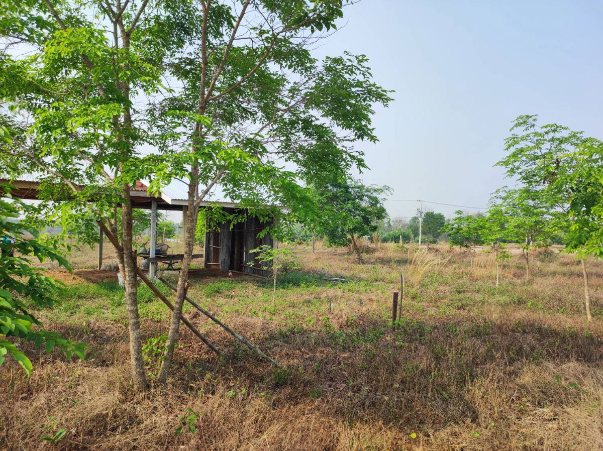 รูป ขายที่ดินพร้อมสวนป่า ต้นพะยุงและไม้เนื้อแข็ง บริเวณบ้านหนองกะเดา ต.หนองกุงเซิน อ.ภูเวียง จ.ขอนแก่น - รูปที่ 27/32