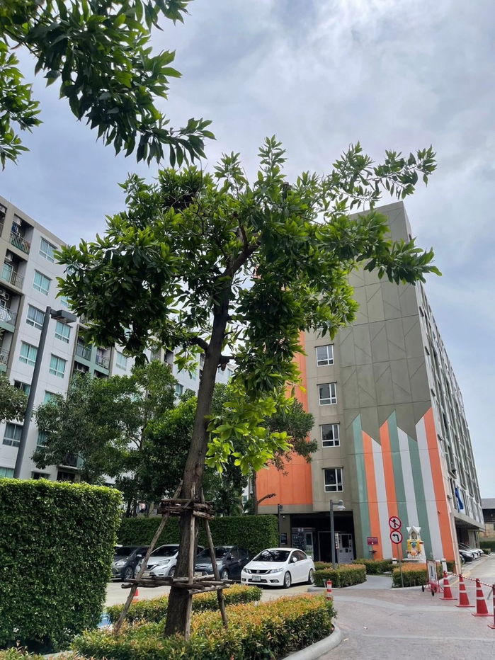picture 🟪🟦🟩🟨🟧 For rent Lumpini Ville Sukhumvit 76 - Bearing 2 🛎️🛎️ | 𝗟𝗶𝗻𝗲@: @𝗮𝘀𝘀𝗲𝘁𝘀𝗽𝗿𝗼 - 11/11