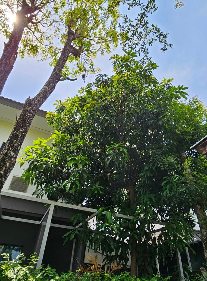 picture For rent: HSP0042: Single house, Atoll Java Bay Bangna - Kingkaew 19 - 10/30