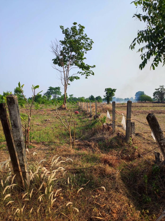 รูป ขายที่ดินพร้อมสวนป่า ต้นพะยุงและไม้เนื้อแข็ง บริเวณบ้านหนองกะเดา ต.หนองกุงเซิน อ.ภูเวียง จ.ขอนแก่น - รูปที่ 9/32