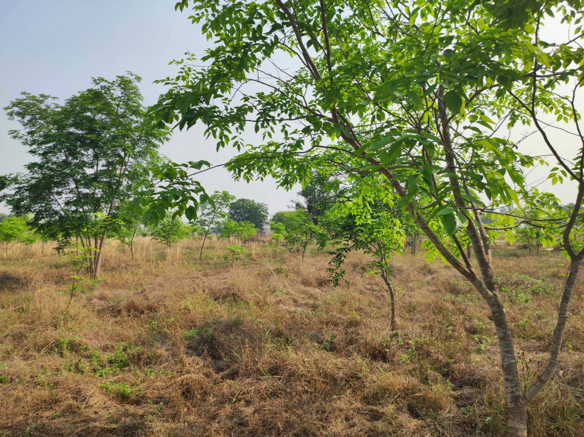 รูป ขายที่ดินพร้อมสวนป่า ต้นพะยุงและไม้เนื้อแข็ง บริเวณบ้านหนองกะเดา ต.หนองกุงเซิน อ.ภูเวียง จ.ขอนแก่น - รูปที่ 28/32