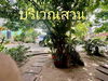 listing thumbnail image 15