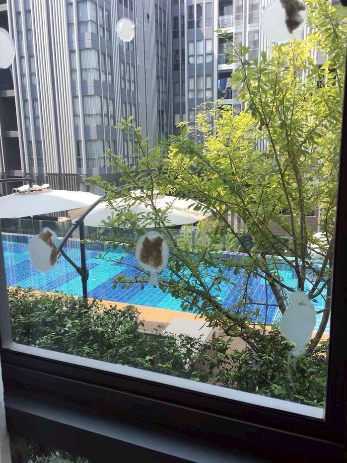 picture ✨ For rent Condo Moniiq Sukhumvit 64 near BTS Punnawithi✨ - 10/10