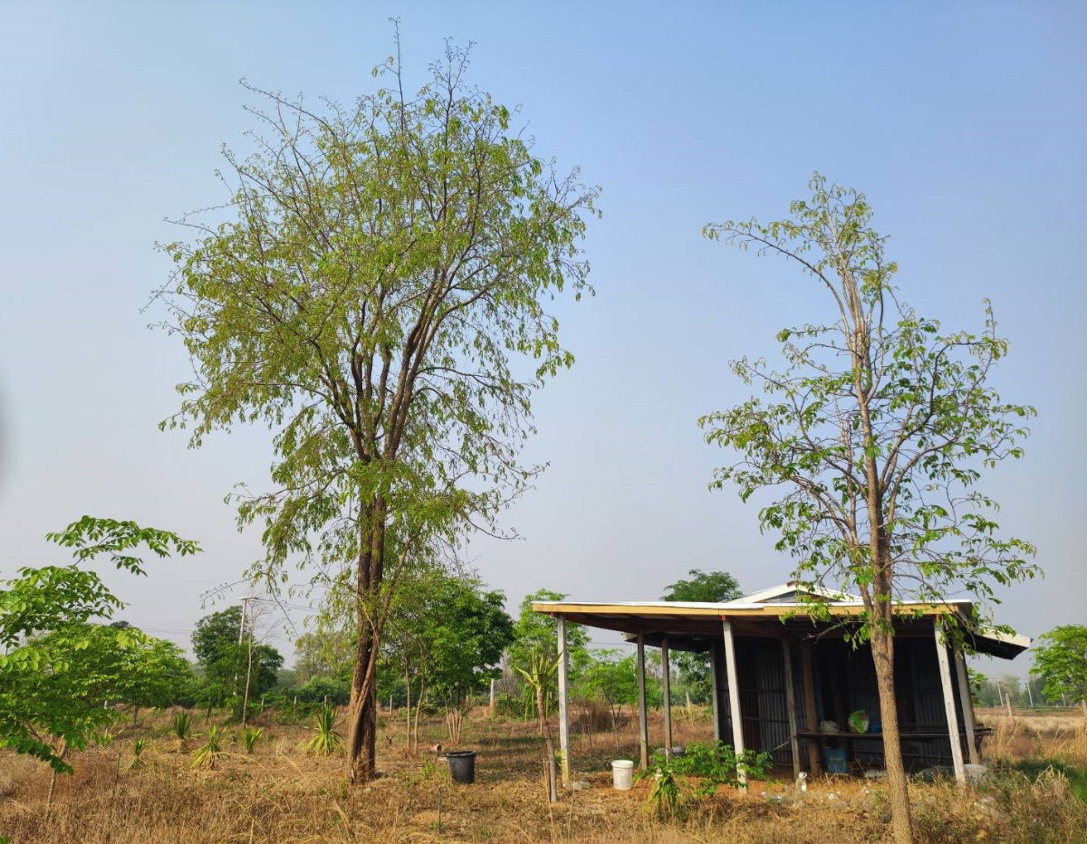 รูป ขายที่ดินพร้อมสวนป่า ต้นพะยุงและไม้เนื้อแข็ง บริเวณบ้านหนองกะเดา ต.หนองกุงเซิน อ.ภูเวียง จ.ขอนแก่น - รูปที่ 29/32