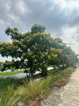 ขายที่ดิน 17ไร่ ติดถนนคลองสวน คลองป่าง ประชาอุทิศ พระสมุทรเจดีย์ สมุทรปราการ