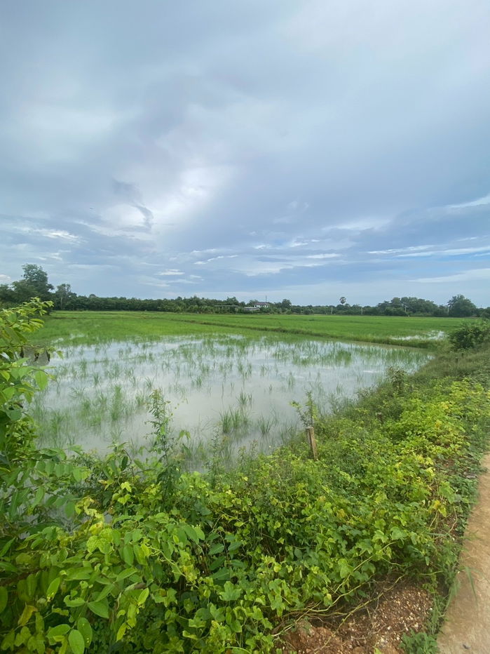 รูป ขายที่นา 5 ไร่ 1 งาน ต.เมืองใหม่ อ.ราชสาส์น จ.ฉะเชิงเทรา เหมาะกับทำการเกษตร - รูปที่ 6/7