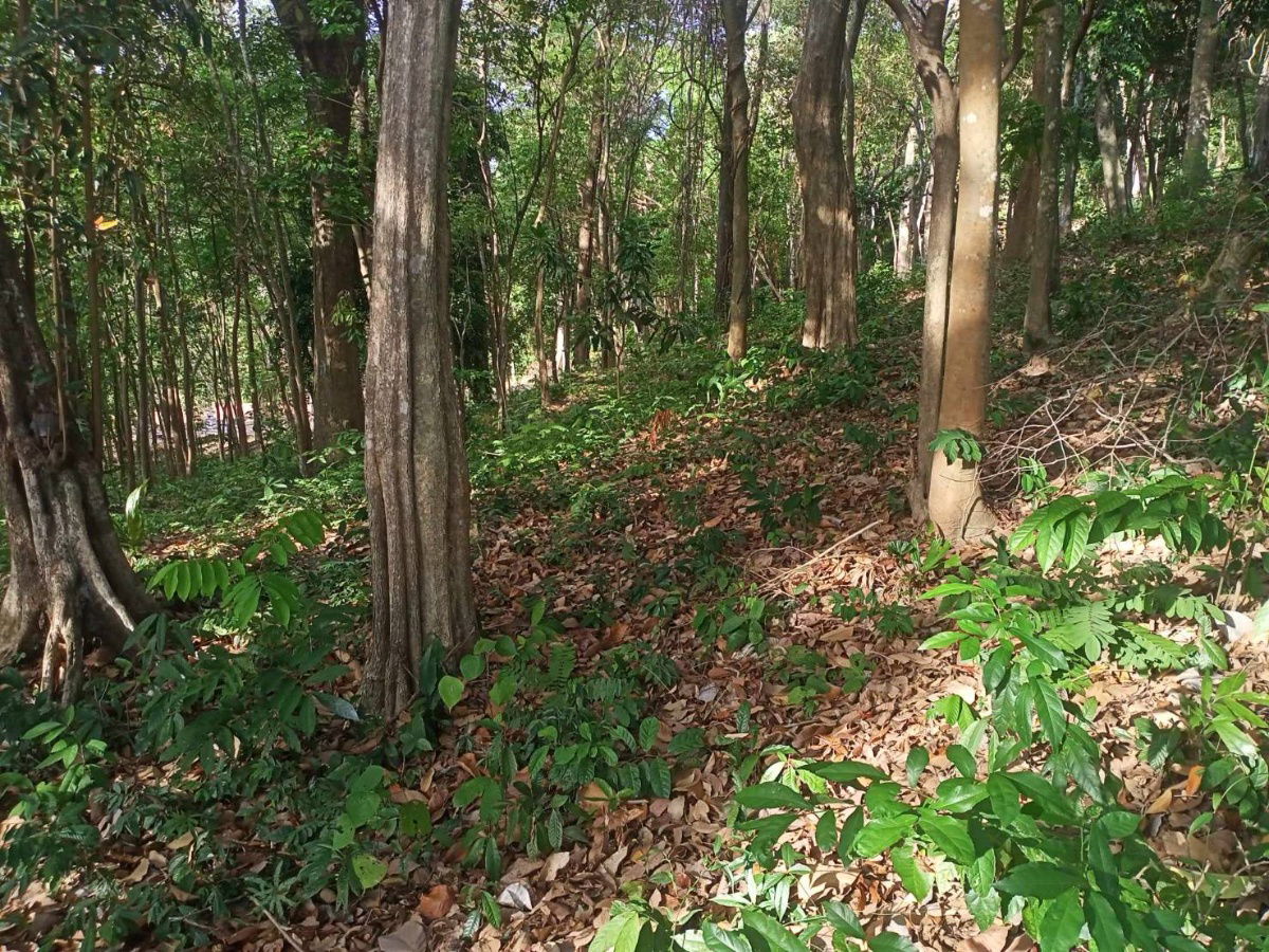 picture xnākht 🌴🔥 Land for sale with stunning sea views! Koh Sire, Phuket 🔥🌴  📌 3 prime land plots next to each other - 15/15