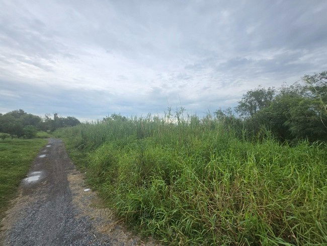 รูป sss501 ขายที่ดิน คลอง 1รังสิต ใกล้โรงเรียนจารุศรณ์ - รูปที่ 2/7