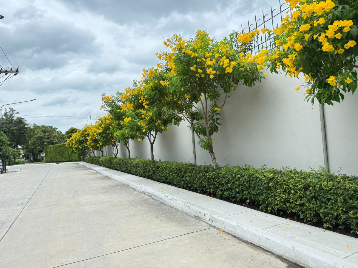 รูป 🌳 บ้าน + ส่วนกลางครบ = คุ้ม! ทาวน์โฮมพร้อมพื้นที่สีเขียว ฟิตเนส สนามเด็กเล่น - รูปที่ 6/8