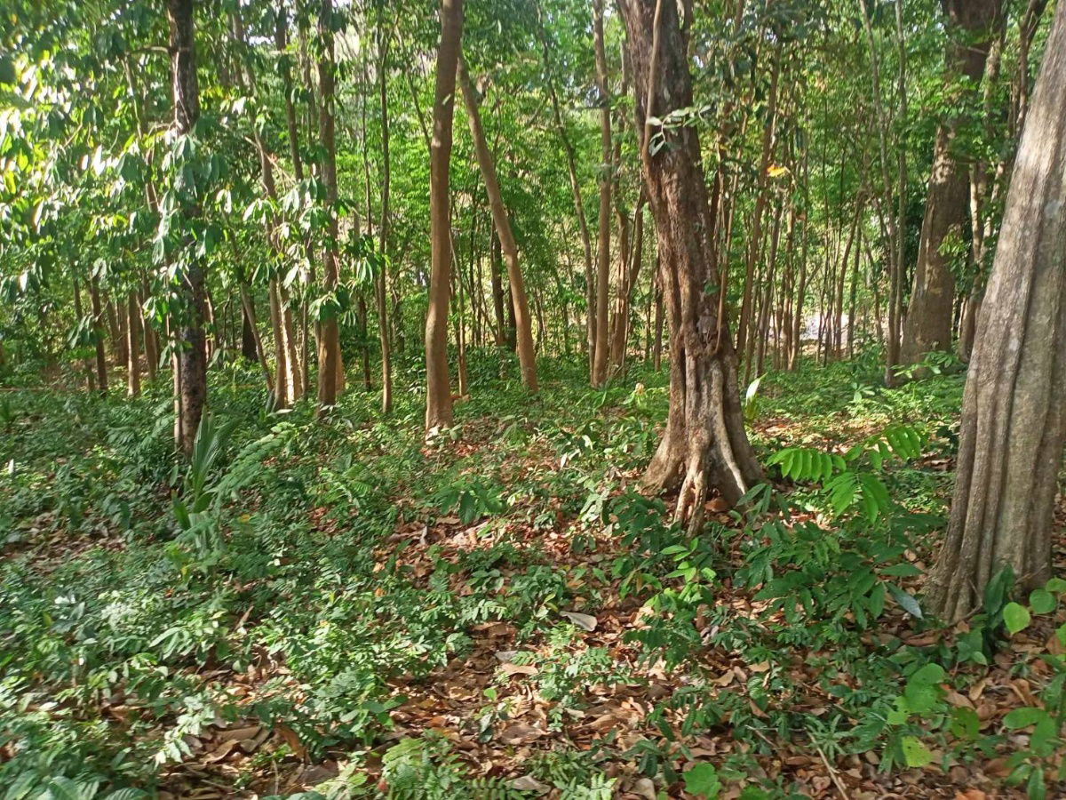 picture xnākht 🌴🔥 Land for sale with stunning sea views! Koh Sire, Phuket 🔥🌴  📌 3 prime land plots next to each other - 11/15
